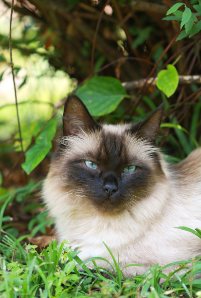 躺着的布偶猫,猫咪,宠物猫