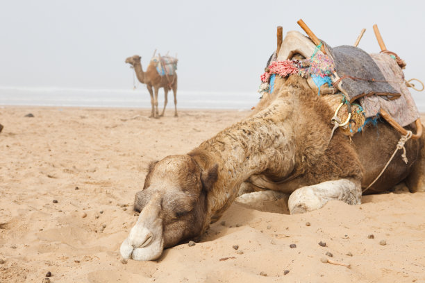 卧下的骆驼