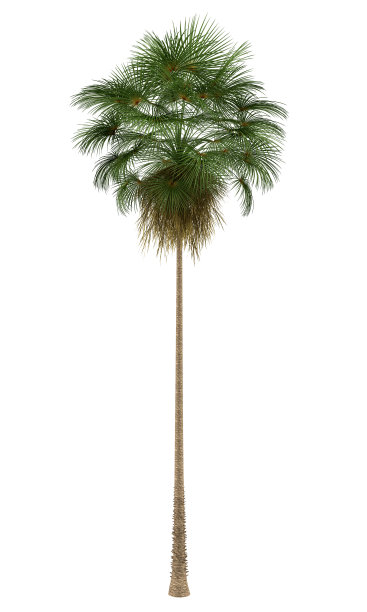 墨西哥棕榈