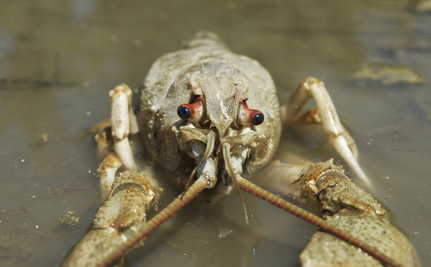 小龙虾澳洲龙虾图片
