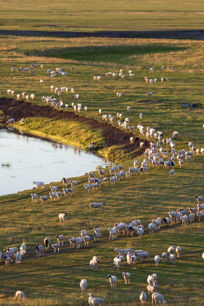 呼伦贝尔草原河流羊群
