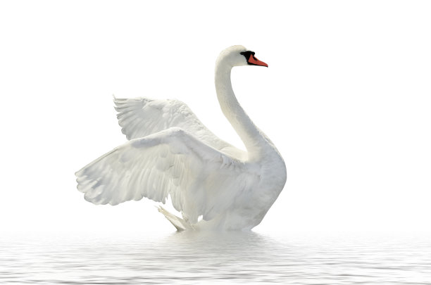 swan