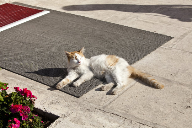 猫咪地毯地垫