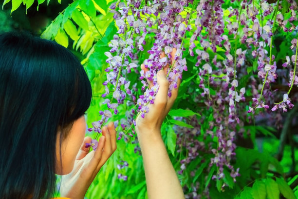 紫藤花与美人
