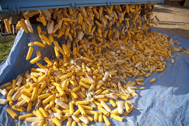 玉米秸秆图片