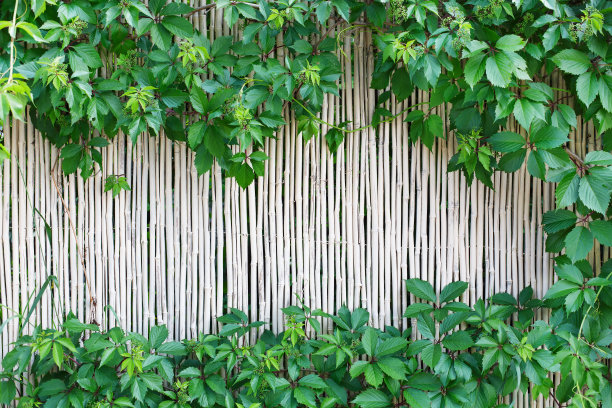 花墙绿竹