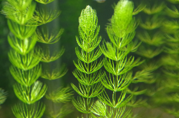 水生植物