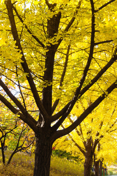 秋天里金黄色的银杏树