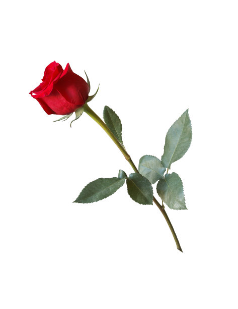 大红色玫瑰花