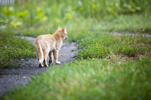 草丛里面的猫咪