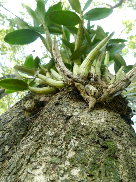 兰花与枯树