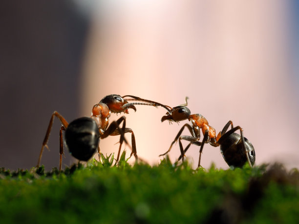 蚂蚁早安