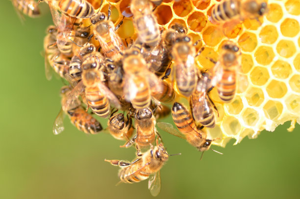 蜂和蜂巢