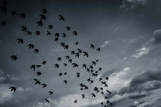傍晚天空放飞的鸽子群