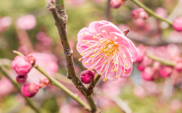 梅花装饰墙纸