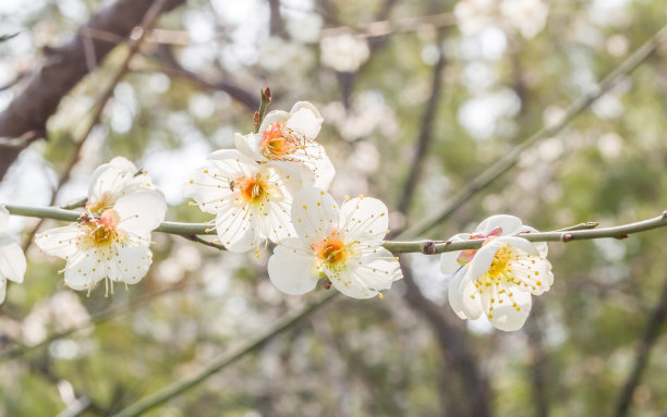 梅花装饰墙纸