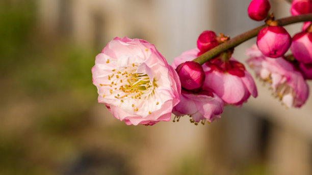 梅花装饰墙纸