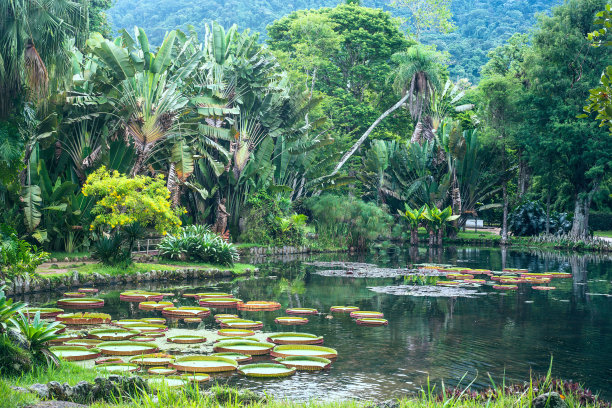 热带植物园