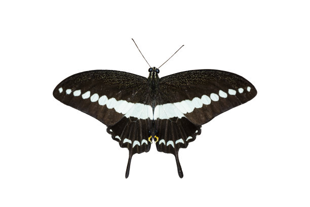 黑色燕尾蝶