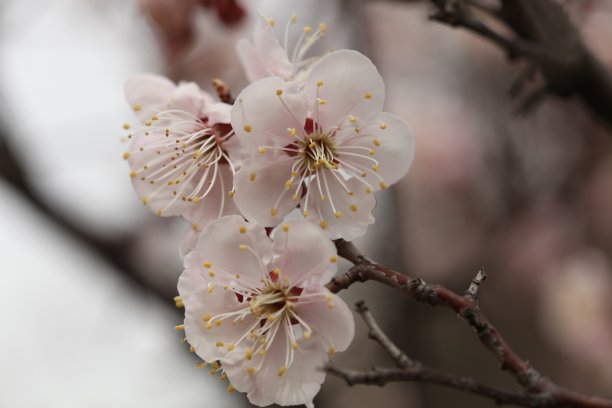 山花杏花