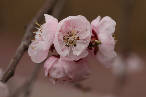 杏花山花