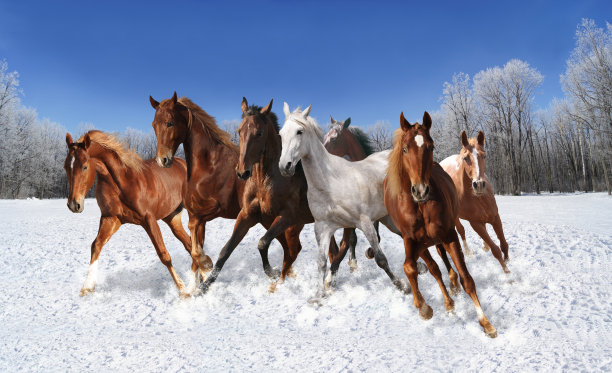 冬天的马群