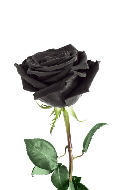 黑色的玫瑰
