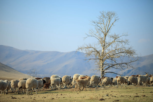内蒙古草地上的羊