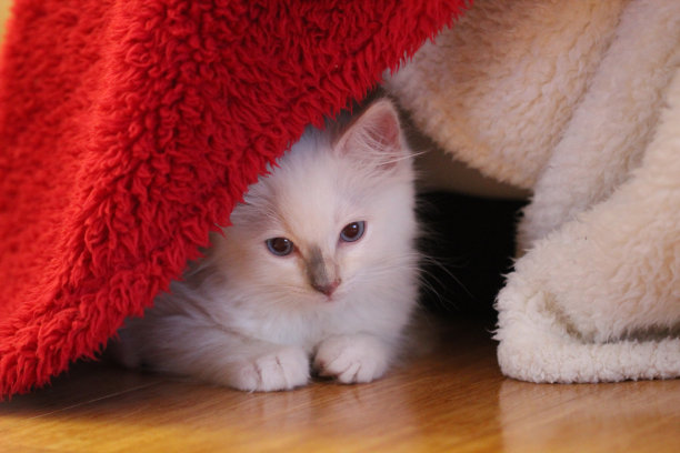 躺着的布偶猫,猫咪,宠物猫