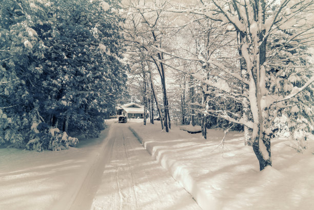 下雪的冬天雪松和房子