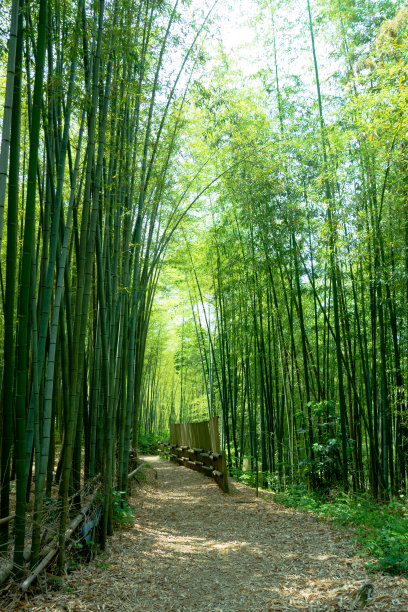 竹林栈道