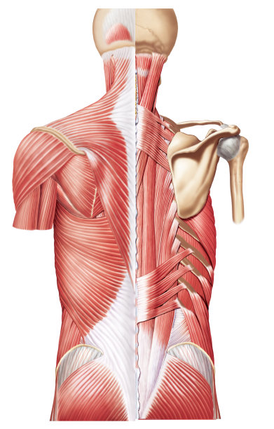 人体,后背,四肢