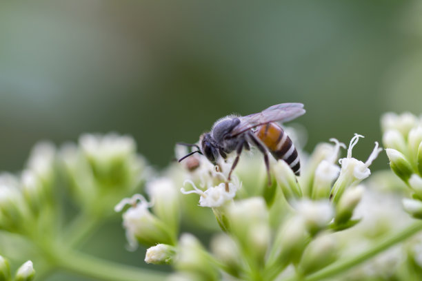 东方蜜蜂