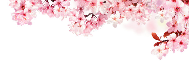 白色樱花春天