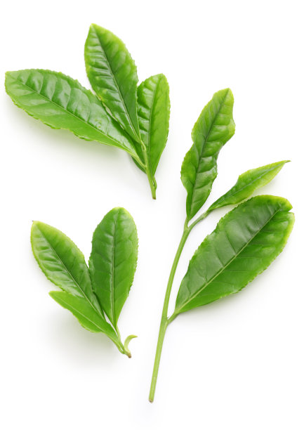 绿色茶树