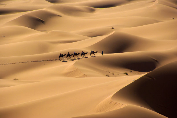 沙漠 骆驼