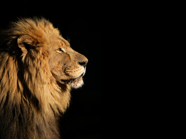 lion