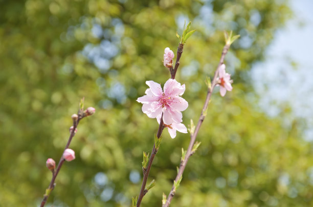 花瓣标志桃花标志