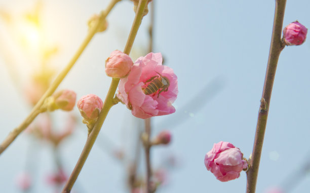 花瓣标志桃花标志