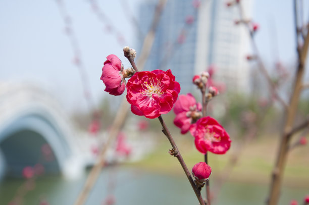 花瓣标志桃花标志