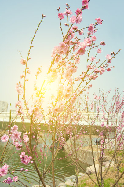 花瓣标志桃花标志