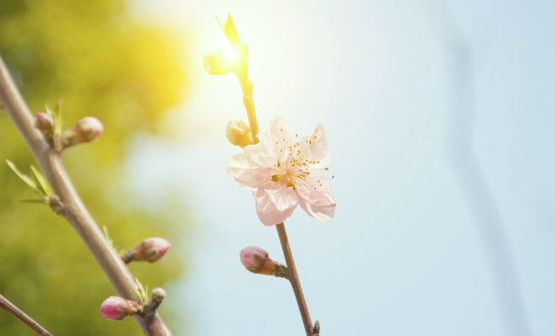 花瓣标志桃花标志