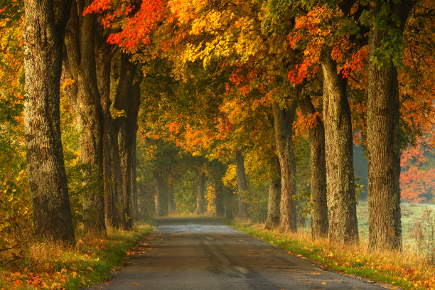 秋天的乡间小路