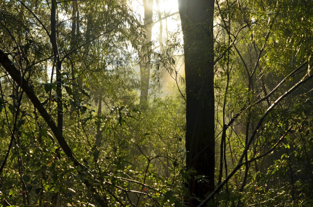 阳光下的桉树林