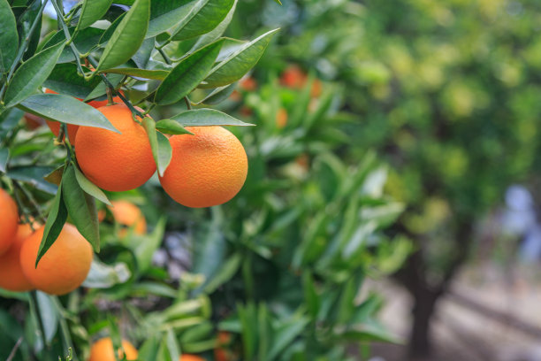 oranges