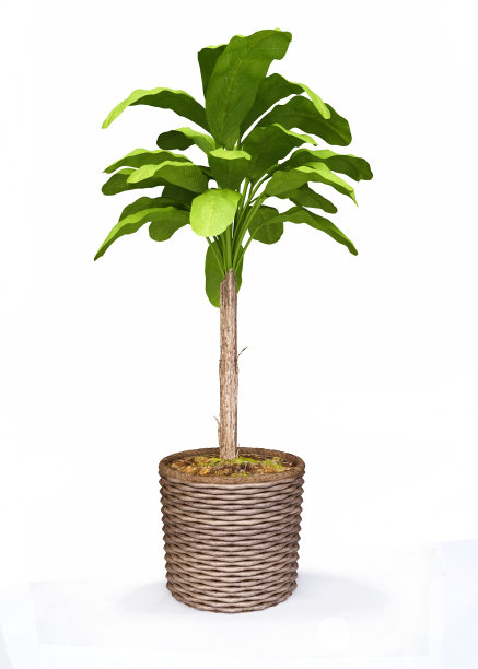 绿植盆栽3d模型