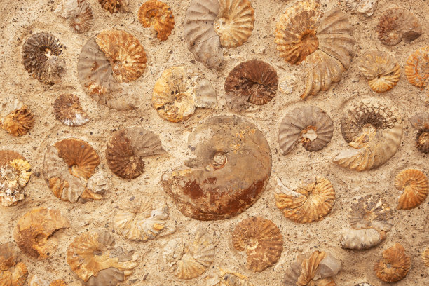 侏罗纪菊石