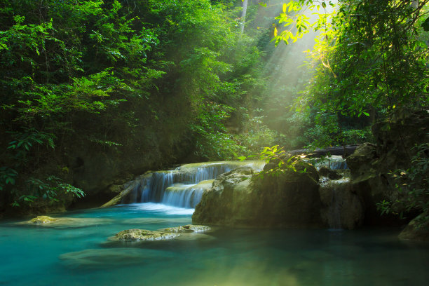 丛林风景