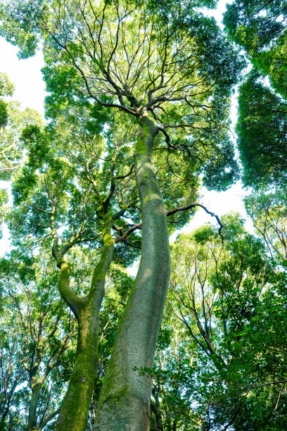 香樟树森林
