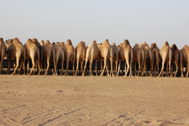 观赏骆驼